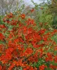Chaenomeles japonica, Zierquitte, 40–60 cm, leuchtend rot Produktbild-Vorschau 7