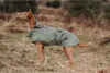 Hunter Milford, Hund, Regenjacke, Grün, Polyester, Produktbild-Vorschau 7