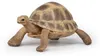 Papo Wild Life Schildkröte 50264 Produktbild-Vorschau 7