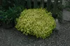Origanum vulgare 'Aureum', Goldmajoran, aromatisch, ca. 9x9 Produktbild-Vorschau 3