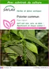 SAFLAX  - Poivrier commun - 20 graines - Avec substrat - Voir les images du produit 1