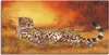 ARTland Leinwandbild Gepard Größe: 40x20 cm Produktbild-Vorschau 1