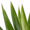 Howea Forsteriana, Kentia Palme, Zimmerpflanze, 120-130 cm, Produktbild-Vorschau 6