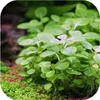 Eco Plant Lobelia Cardinalis 'mini' - In-vitro-Pflanze 2 Produktbild-Vorschau 6