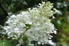 Hydrangea pan. 'Kyushu' - Rispenhortensie 40- 50 cm Produktbild-Vorschau 2