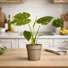A potted plant is placed on a wooden table in front of a kitchen counter. Náhled obrázku produktu