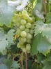 Vitis vinifera Müller Thurgau - Trauben mit einem leichtem Produktbild-Vorschau 3