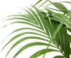 Palma Kentia (Howea forsteriana), pianta da appartamento, Anteprima dell’immagine prodotto 2