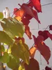Cercis canadensis Eternal Flame - Kanadischer Judasbaum - Produktbild-Vorschau 1