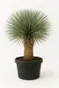 Yucca Rostrata ca.120cm Winterhart bis -19 Grad  blaue Produktbild-Vorschau 2
