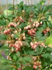 Glockenstrauch (Enkianthus campanulatus), wysokość 60-80 Podgląd zdjęcia produktu 12