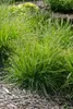 Sesleria autumnalis, Herbst-Kopfgras, ca. 9x9 cm Topf, Produktbild-Vorschau 1