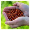 Getrocknete Vogelbeeren - 1 kg - Ohne Konservierungsstoffe Produktbild-Vorschau 2