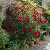 1x Nerium oleander rood P26 H80 Produktbild-Vorschau 4
