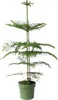 Araukaria wyniosła - Araucaria heterophylla - Wysokość Podgląd zdjęcia produktu 1