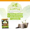 Artikelbild 3 von 'Winterkopfsalat Wintermarie' aus der Kategorie Kopfsalatsamen Produktbild-Vorschau