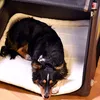 TAMI Aufblasbare Hundebox Produktbild-Vorschau 4