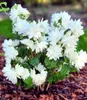 BALDUR Garten 2x Duftender Gartenjasmin 'Pearls of Produktbild-Vorschau 1