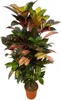 Codiaeum, Croton, Iceton, «arbusto delle meraviglie»: Anteprima dell’immagine prodotto 1