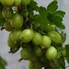 Stachelbeere Invicta grüngelb im 2L Topf Busch frosthart & Produktbild-Vorschau 2