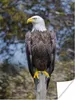 MuchoWow® Poster Ein Weißkopfseeadler auf einer Stange Produktbild-Vorschau 1