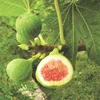 Feigenbaum Ficus carica Brown Turkey 2 Pflanzen Ø15cm 50cm Produktbild-Vorschau 1