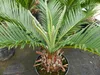 Cycas Revoluta 60 cm Palmfarn Sagopalme Palme, innen + Produktbild-Vorschau 2