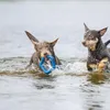 Anello galleggiante Beeztees - Giocattolo per cani - blu - Anteprima dell’immagine prodotto 2