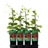 Four potted plants are displayed in a black tray against a white background. Anteprima dell’immagine prodotto