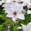 2 x  Waldrebe  - Clematis 'Miss Bateman'  | 50-60 cm in Produktbild-Vorschau 2