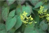 Stauden Gänge 10 x Epimedium x perralchicum 'Frohnleiten' - Produktbild-Vorschau 1