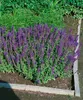 Salvia nemorosa 'Blaukönigin', Steppensalbei, blau, ca. 9x9 Produktbild-Vorschau 2