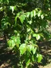 Eucalipto arcobaleno (Eucalyptus deglupta)  - 1 porzione di Anteprima dell’immagine prodotto 2