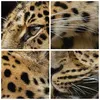 Bild auf Leinwand - Leinwandbild - Tiere Leopard wilde Produktbild-Vorschau 8