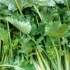 Stielmus Rübstiel Namenia Samen - Brassica rapa Produktbild-Vorschau 5