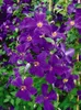Clematis viticella 'Polish Spirit', violett, 80–100 cm Produktbild-Vorschau 2