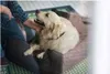 Divano per cani Hunter Letto per cani Boston marrone Anteprima dell’immagine prodotto 4