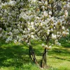 A flowering tree in a grassy area. Produktbild-Vorschau