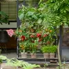 Papryka slodka z czerwonymi owocami - na balkon i do ogrodu Podgląd zdjęcia produktu 4
