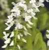 Wisteria floribunda Alba – Weißer Japanischer Blauregen Produktbild-Vorschau 1