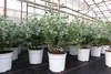 2 Stück Eucalyptus Gunni Gunnii Busch Kugel Eukalyptusbaum, Produktbild-Vorschau 1