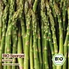 Samenliebe  Spargel Samen | Argenteuil - winterhart & Produktbild-Vorschau 4
