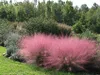 Stauden Gänge 5 x Muhlenbergia capillaris im 1 Liter Topf - Produktbild-Vorschau 3