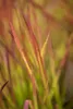 Imperata cylindrica 'Red Baron', Japanisches Blutgras, ca. Produktbild-Vorschau 4