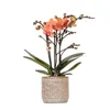 Kolibri Orchids – orchidea Phalaenopsis Orange – Mineral Náhľad obrázku produktu 1