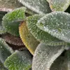 6 x Teppich Wollziest - Stachys byzantina 'Silver Carpet'  Produktbild-Vorschau 1