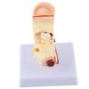 Ear Model,Anatomy Model,Ear Model Anatomy,Human Anatomy Voir les images du produit 3