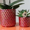 Kolibri Orchids | Rote Schmetterlings-Orchidee Congo + Produktbild-Vorschau 4