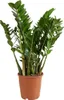 Bloomique - Zamioculcas Zamiifolia - Palma doniczkowa - Podgląd zdjęcia produktu 1