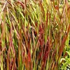 6 x Blutgras Red Baron - Imperata cylindrica 'Red Baron' | Náhled obrázku produktu 1